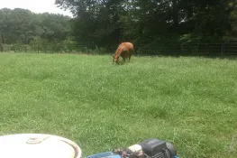 Bermudagrass - Texas Tough